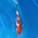 Showa Female 40 cm