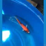 Showa Doitsu 30 cm Male