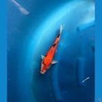 Showa Doitsu 28 cm Female