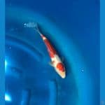 Kohaku 30 cm Male