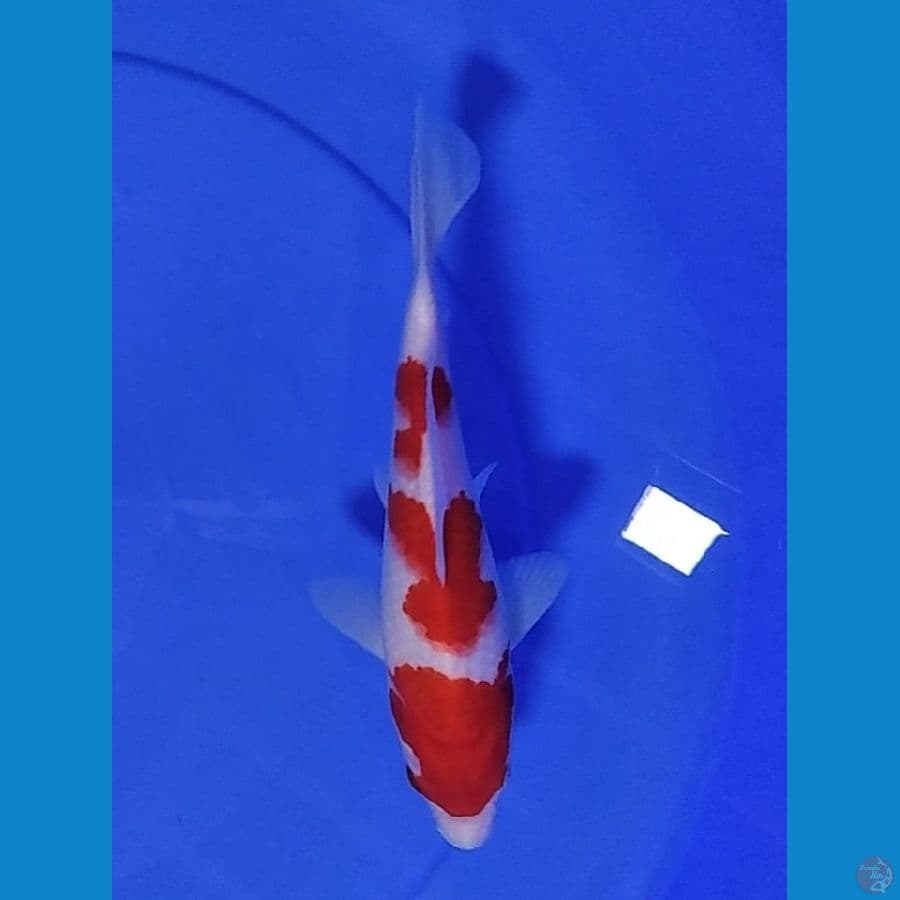 SQ Kohaku Original 23 cm