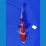 SQ Kohaku Original 23 cm