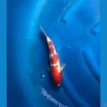 Kohaku 26 cm Female