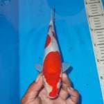 KOHAKU 3 STEP