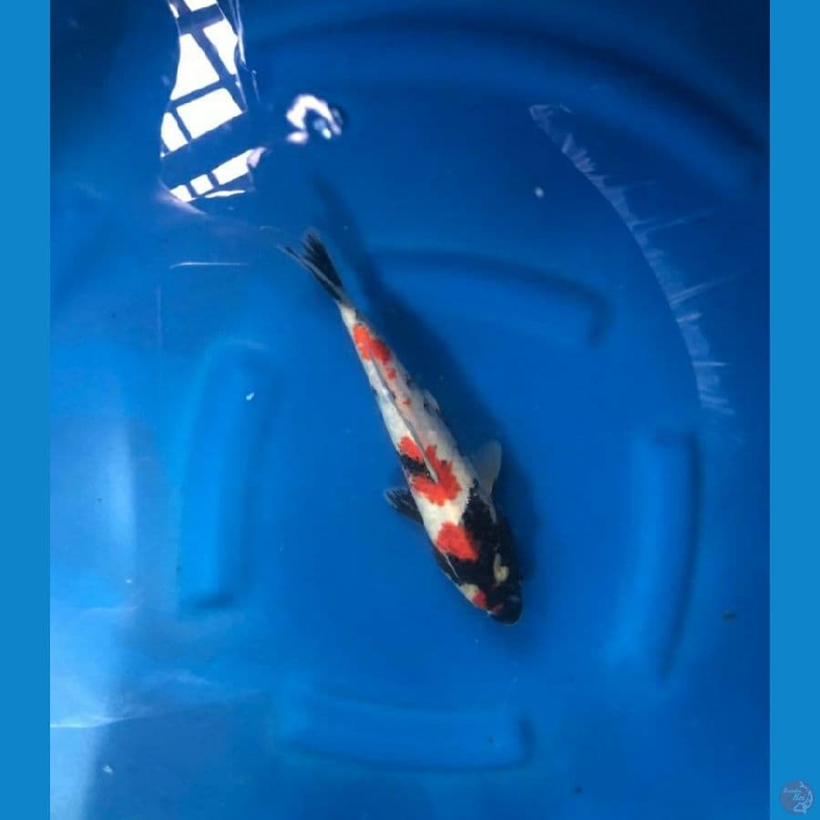 Kindai Showa 25 cm Female