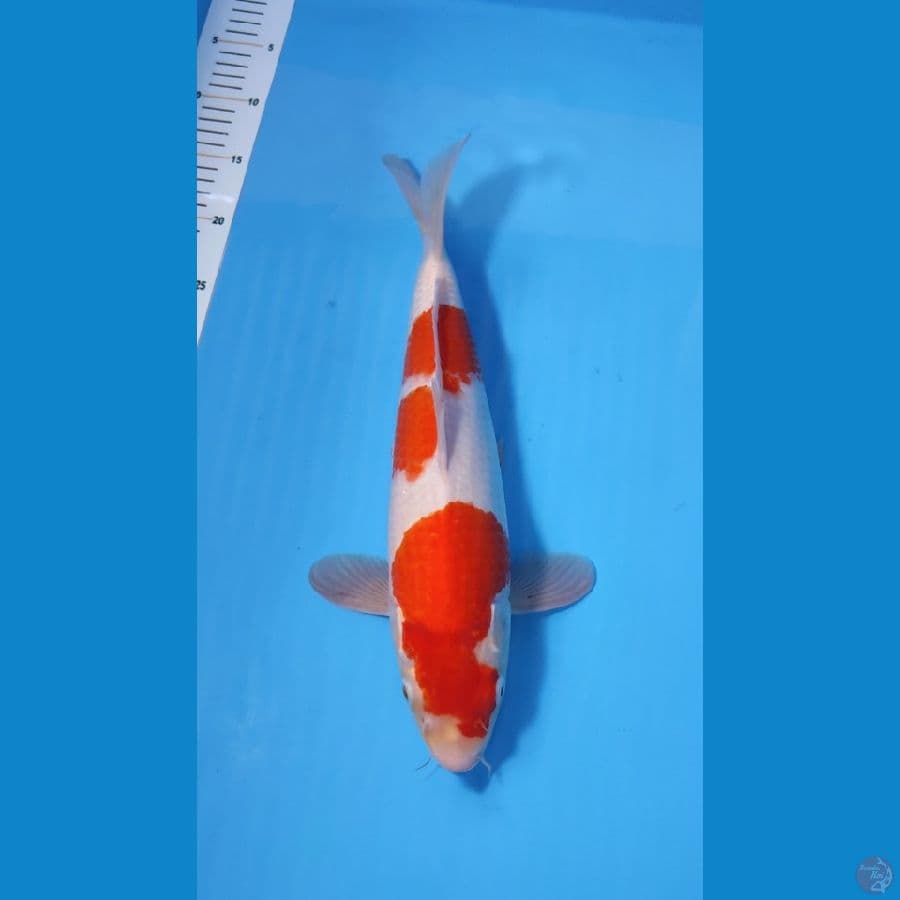KOHAKU 37CM - FEEMALE