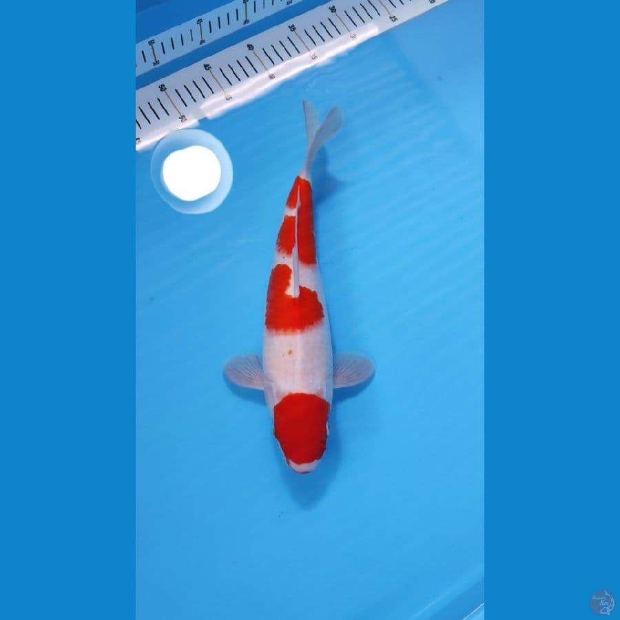 KOHAKU MARUTEN 33CM - FEEMALE 