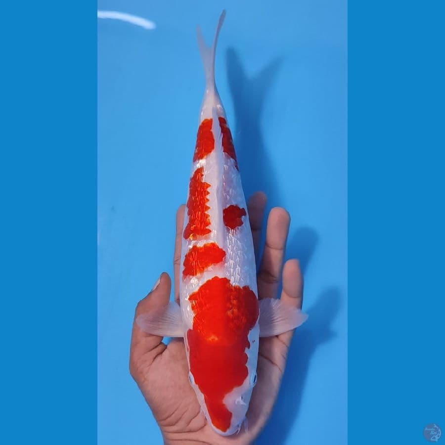 KOHAKU ORIGINAL FULL GINRIN 30CM - MALE 