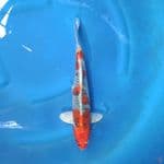 Beni Gingga Male 40 cm