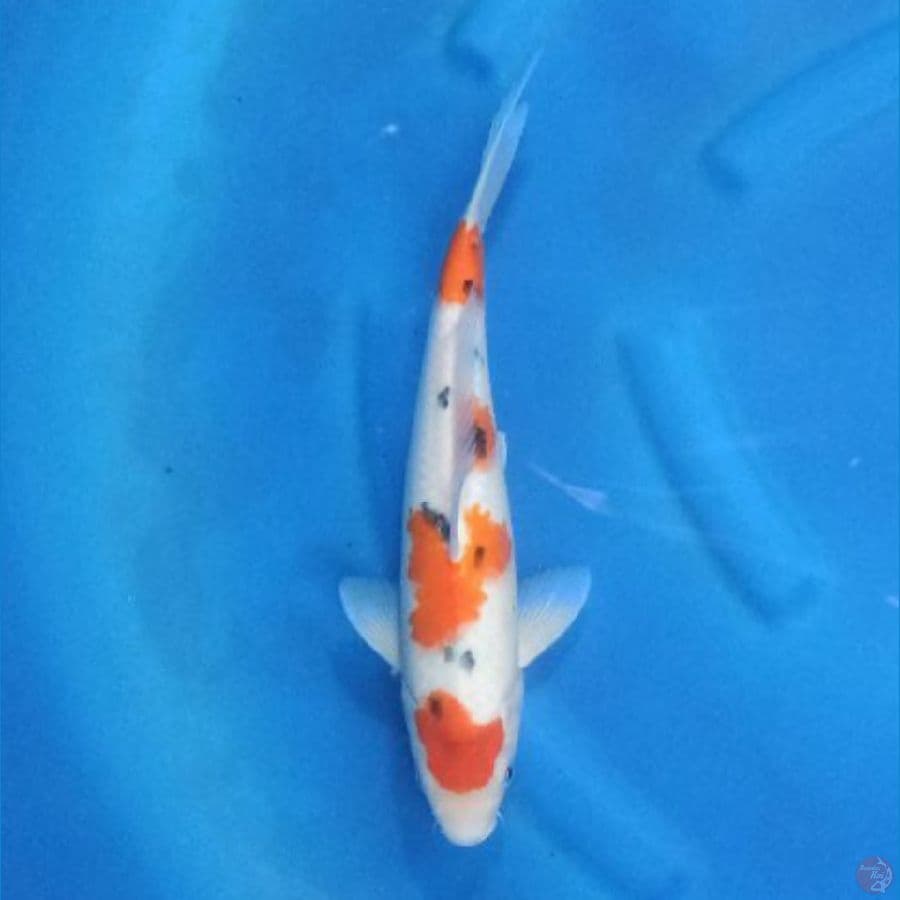 Sanke Female 35 cm