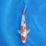 Sanke Female 35 cm