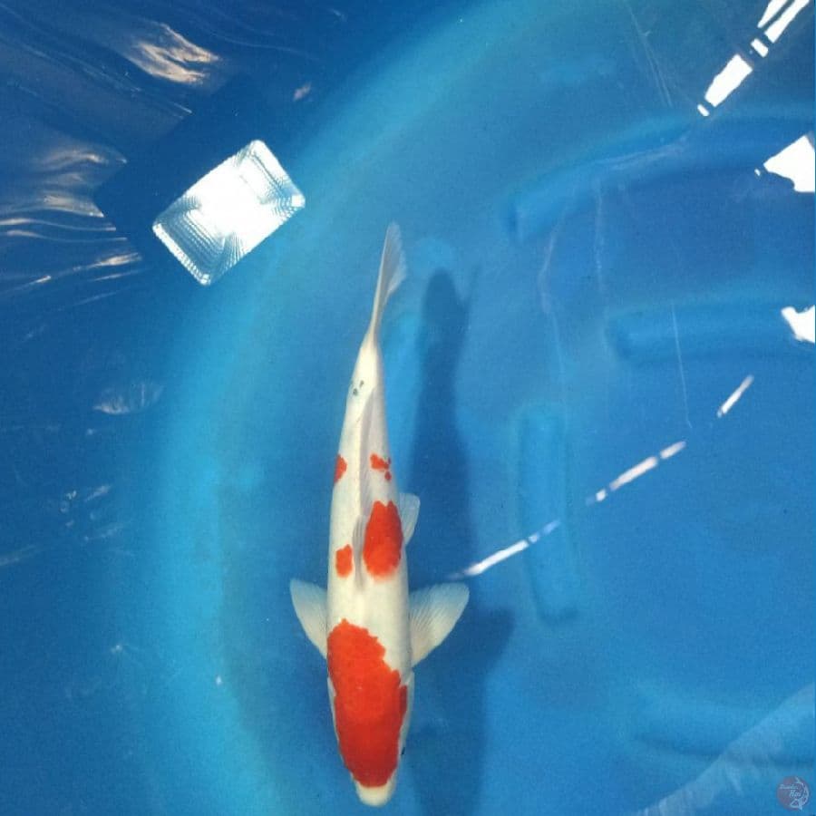 Sanke Male 37 cm