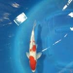 Sanke Male 37 cm