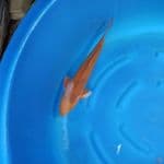 Chagoi Female 49 cm