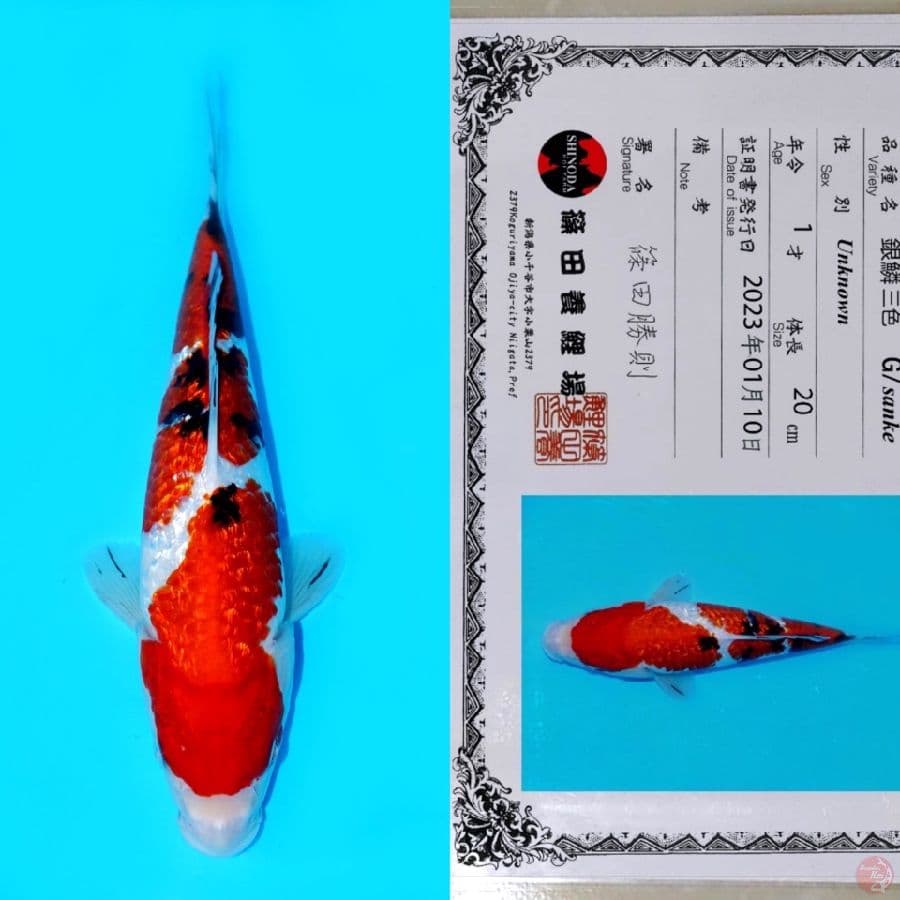 SHINODA GINRIN SANKE SQ 28CM