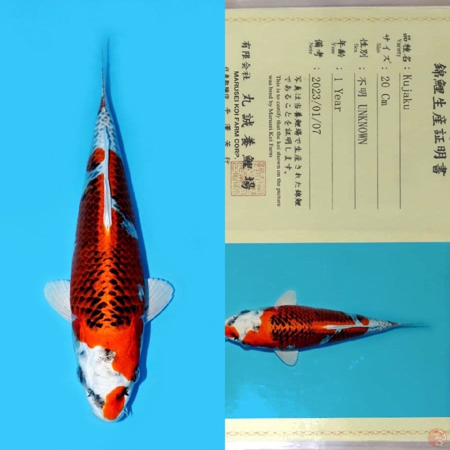 MARUSEI RED KUJAKU HQ 28CM