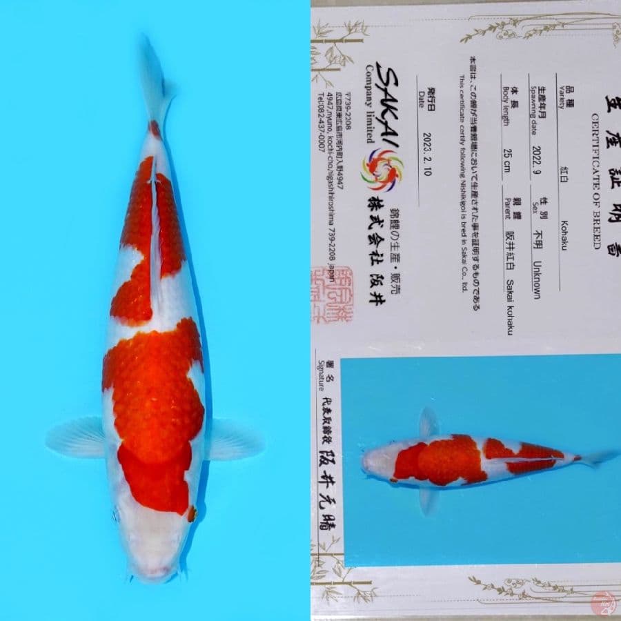 SAKAI KOHAKU HQ 33CM
