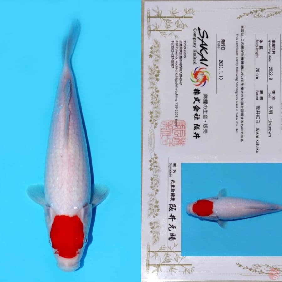 SAKAI TC KOHAKU HQ 27CM