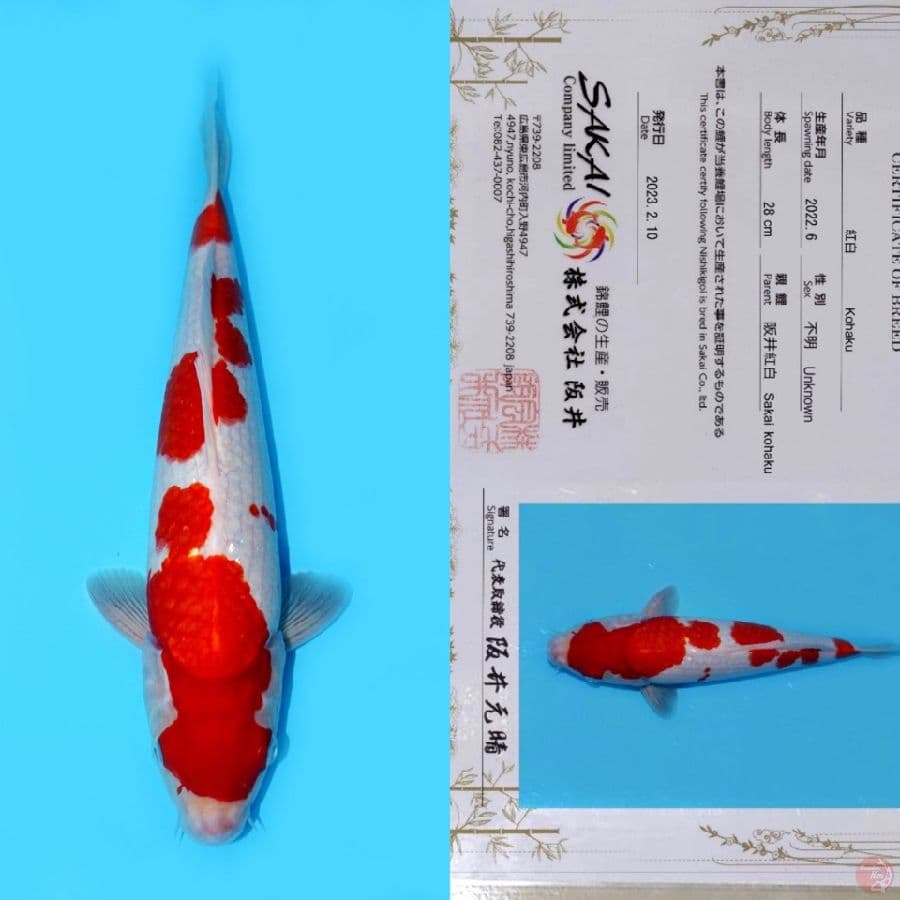 SAKAI KOHAKU HQ 36CM