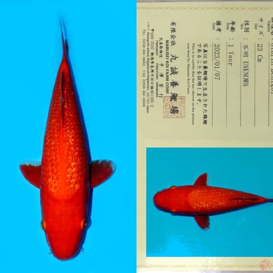 MARUSEI GINRIN BENIGOI SQ 32CM