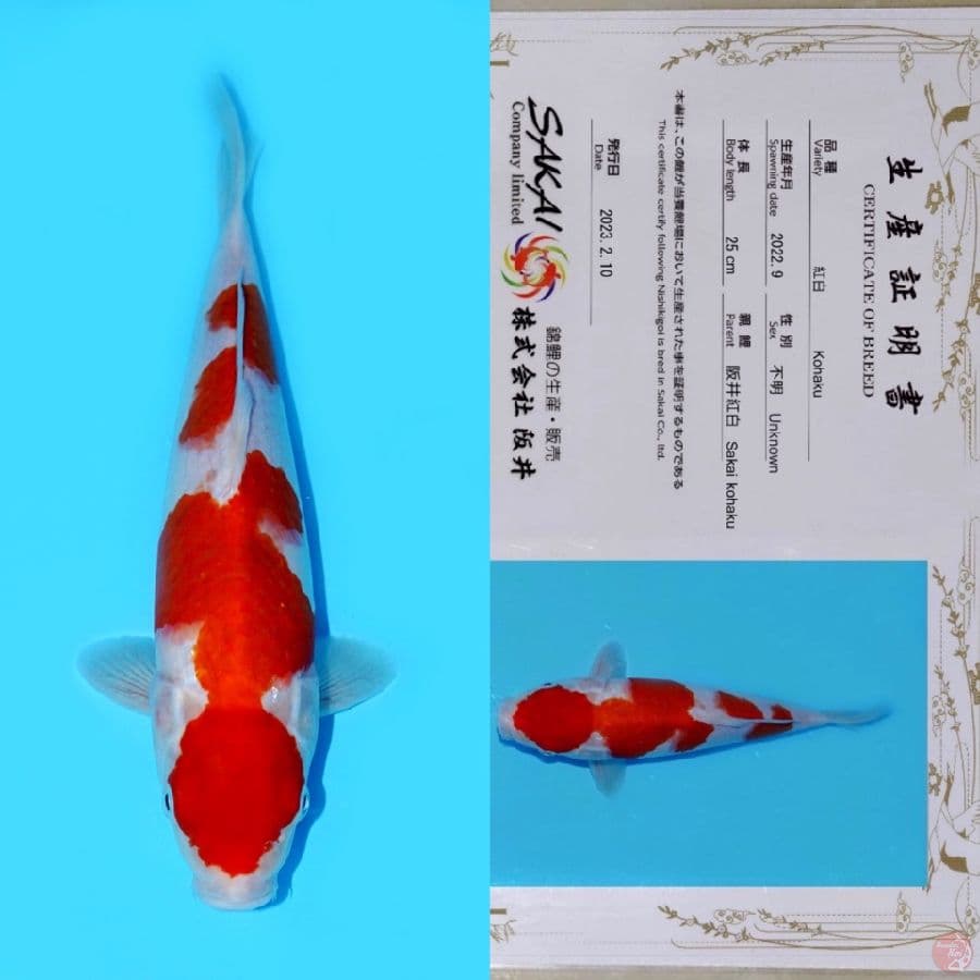 SAKAI KOHAKU HQ 33CM