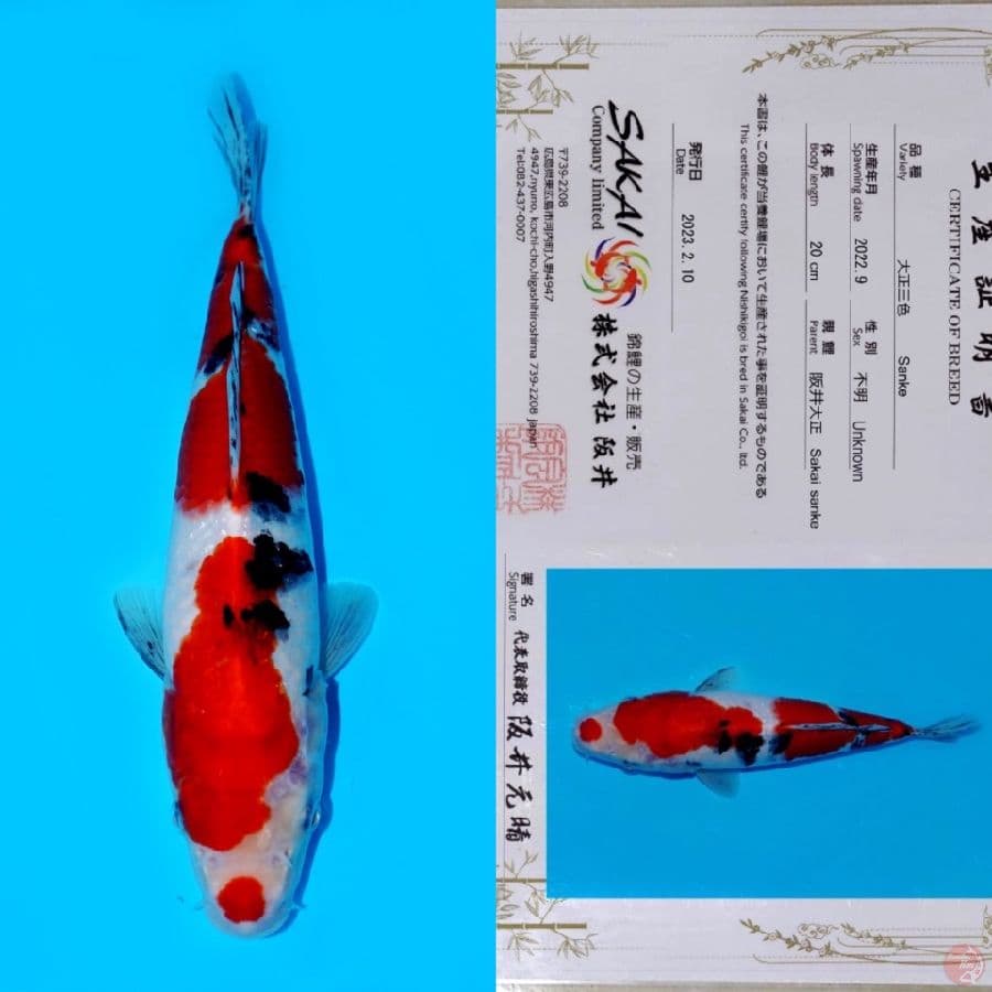 SAKAI SANKE HQ 27CM