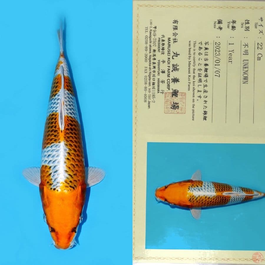 MARUSEI KUJAKU SQ 30CM