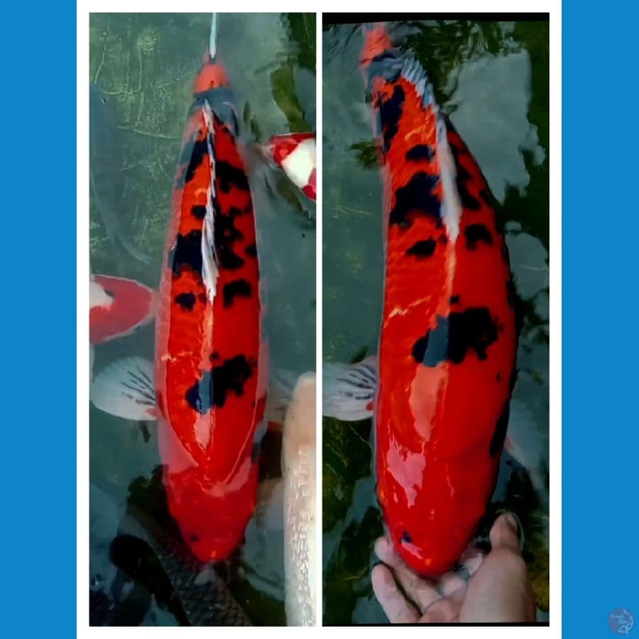 AkaBekko 56CM Body Mantap Jantan