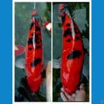 AkaBekko 56CM Body Mantap Jantan