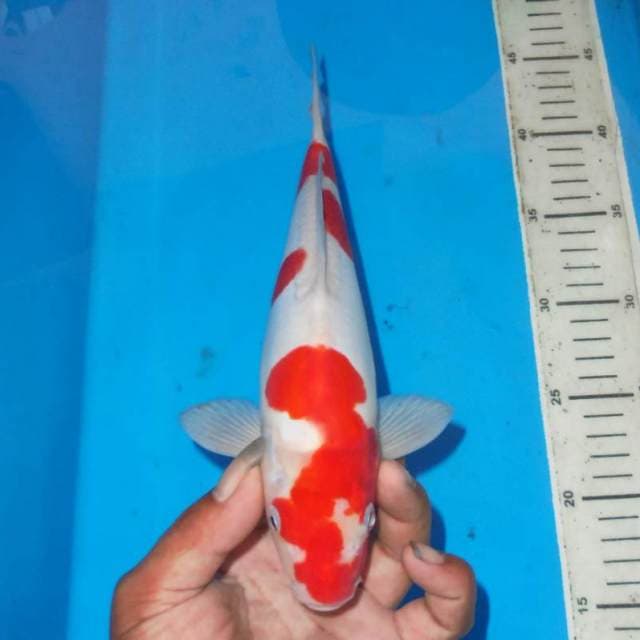 KOHAKU APSTRAK MULUS