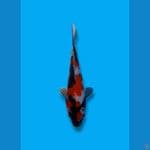 3Step Showa Sanshoku Original 22cm (F)