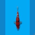 Showa Sanshoku 25cm (F)