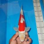 KOHAKU INISIAL C