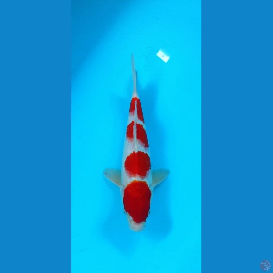kohaku 27 cm original  male