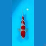 kohaku 27 cm original  male