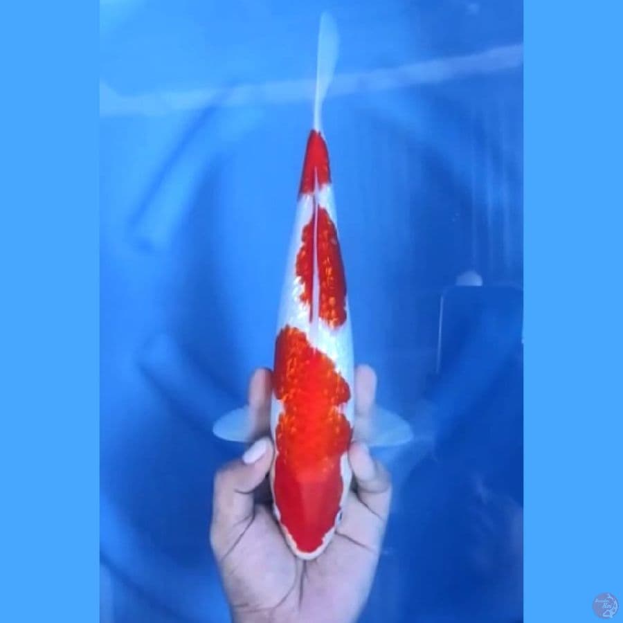 ( 30CM ) KOHAKU GINRIN ORIGINAL - MALE
