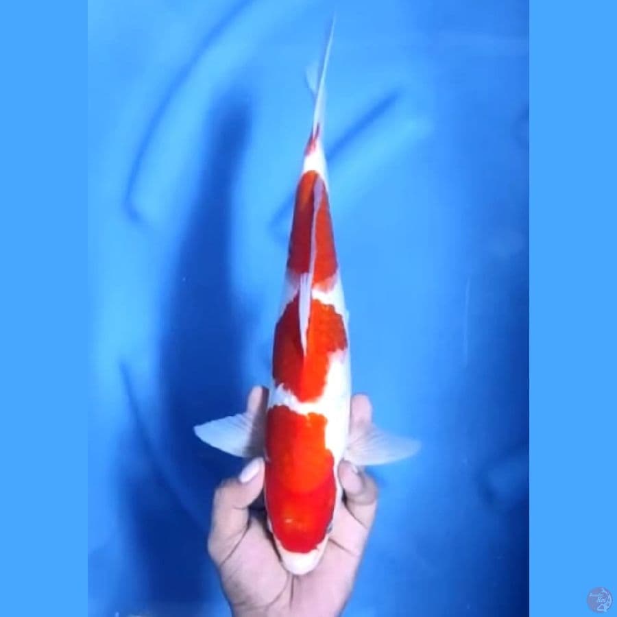 ( 34CM ) AI GOROMO MANTAP - MALE