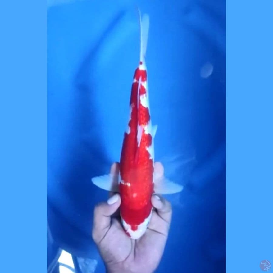 ( 30CM ) KOHAKU GINRIN STRONG - MALE