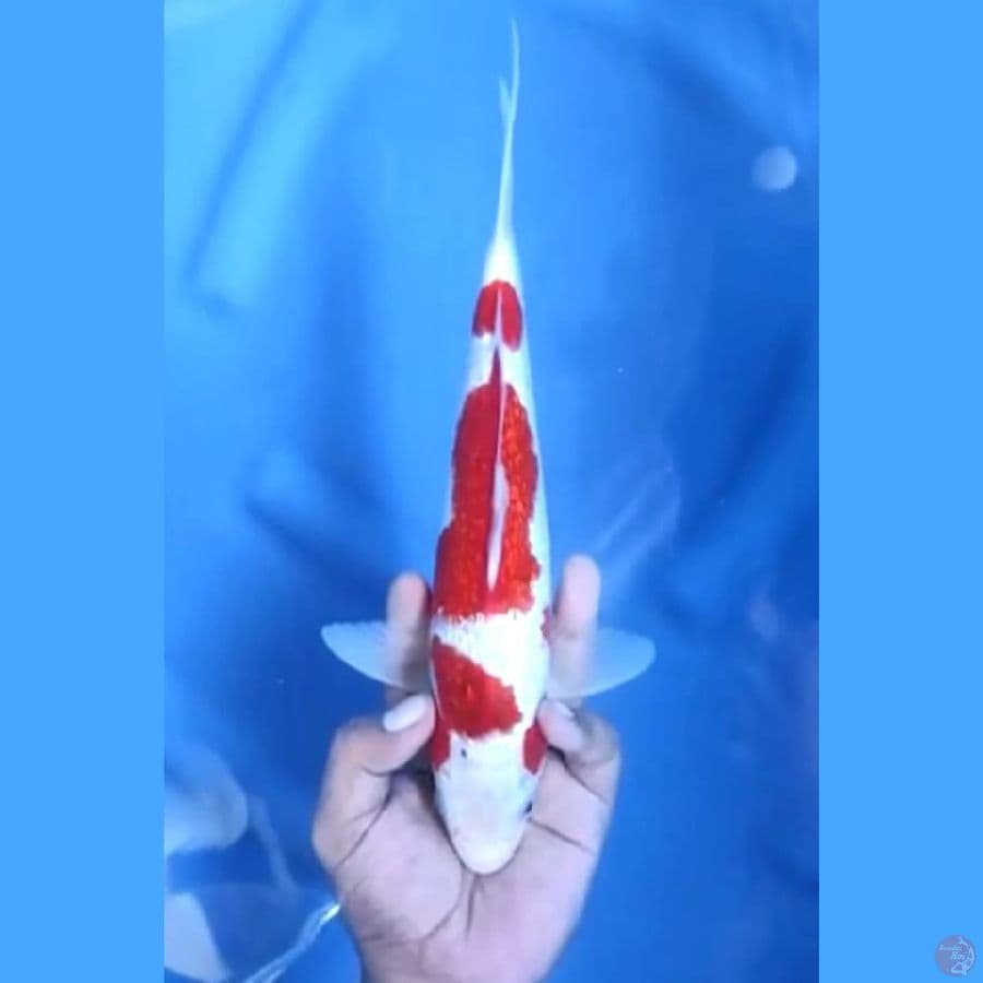 ( 28CM ) AI GOROMO GINRIN ISTIMEWA - FEMALE 