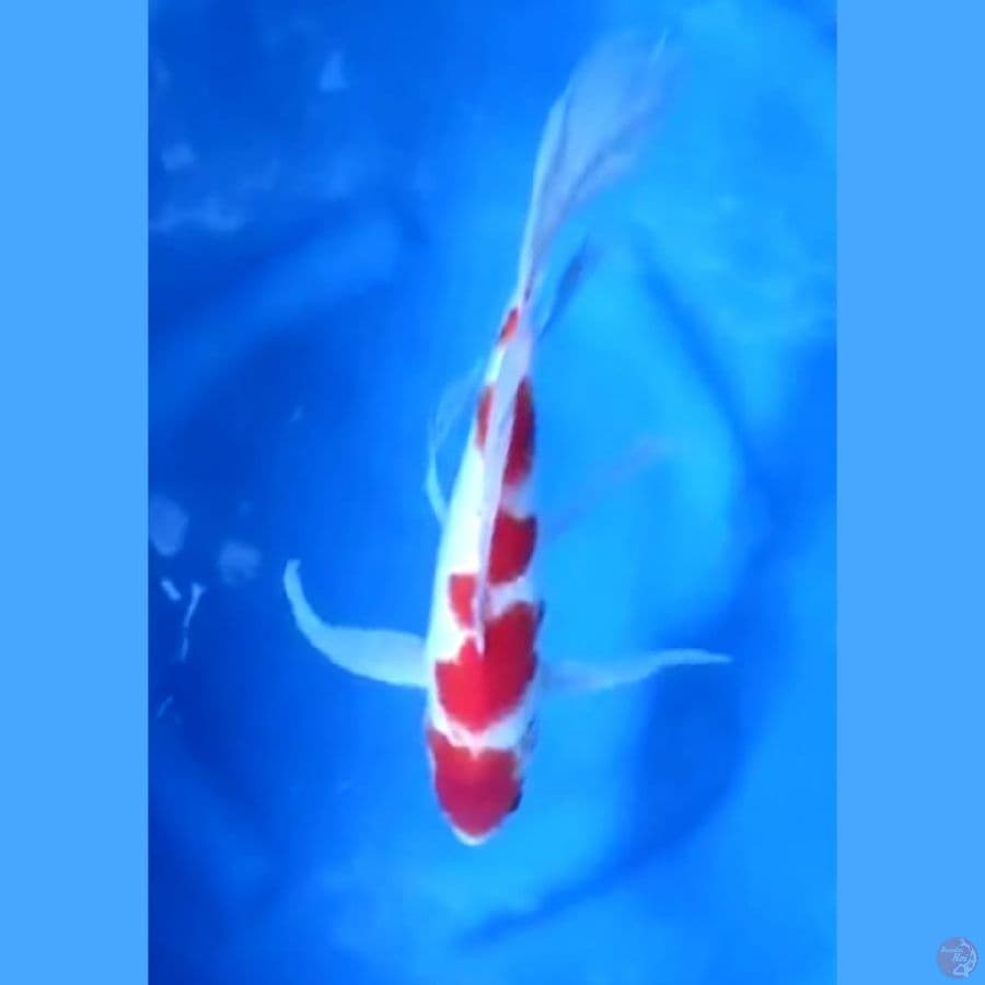 ( 31CM ) KUMPAY KOHAKU - MALE