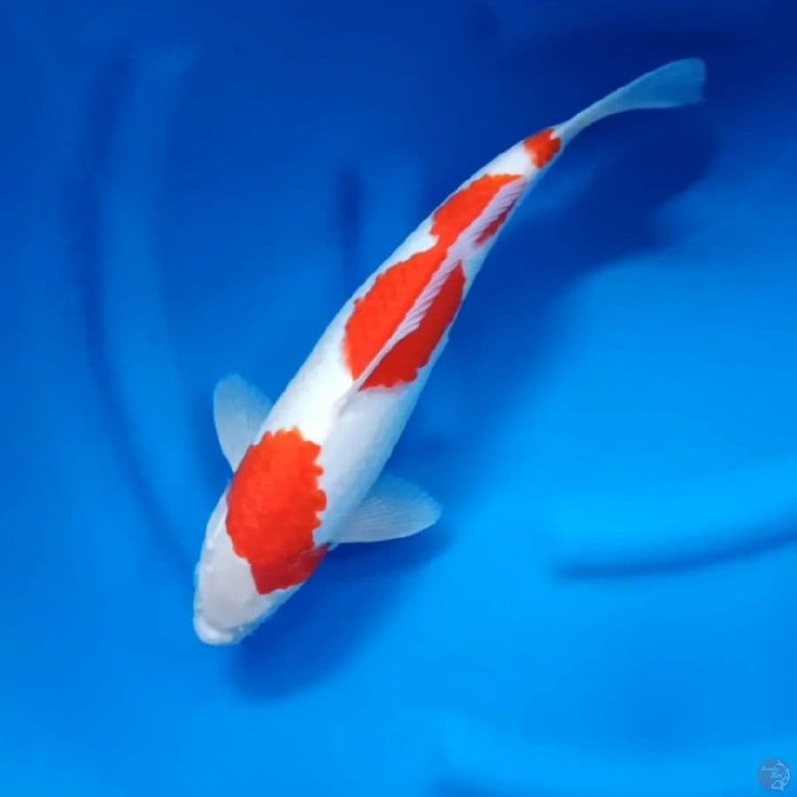 ( 39CM ) KOHAKU ISTIMEWA - MALE