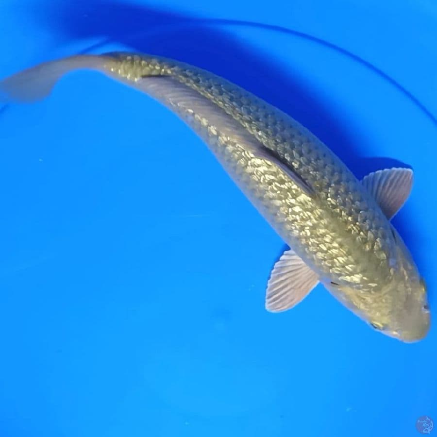 ( 30CM ) MIDORI GINRIN - FEMALE