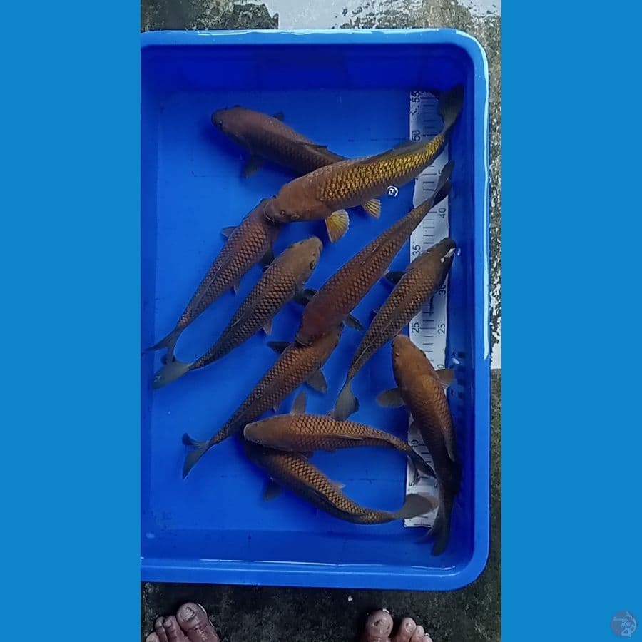 CAGOI COKELAT