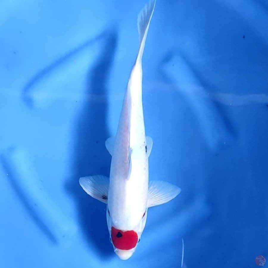 ( 34CM ) TANCHO ORIGINAL - MALE