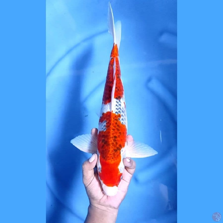 ( 41CM ) JUMBO GHOSIKI - MALE