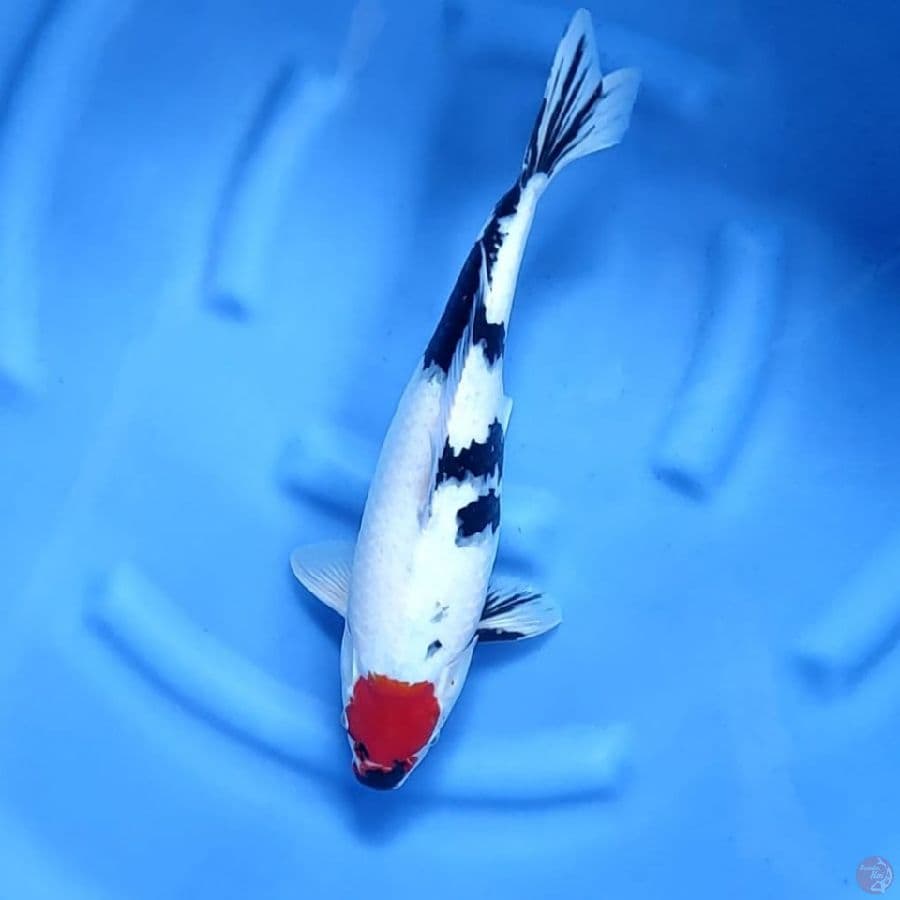 ( 42CM ) TANCHO SHOWA ORIGINAL - FEMALE