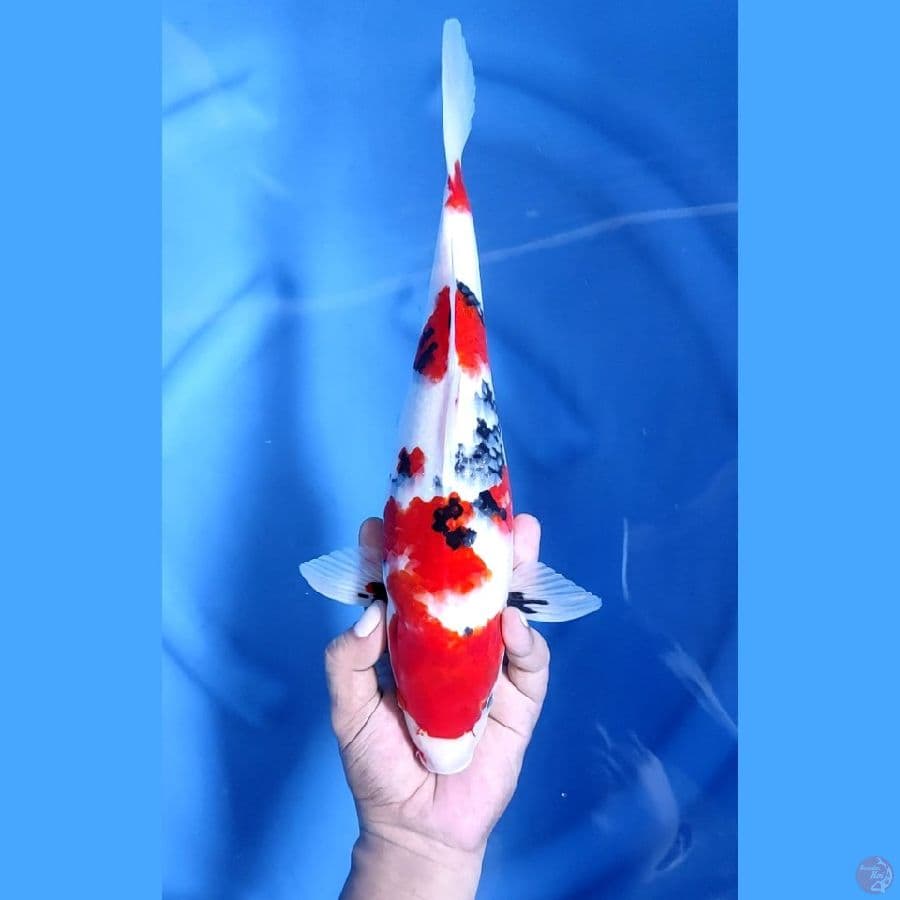 ( 34CM ) SHOWA - FEMALE