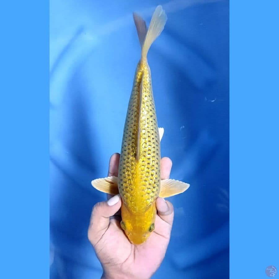 ( 28CM ) MIDORI GINRIN - MALE