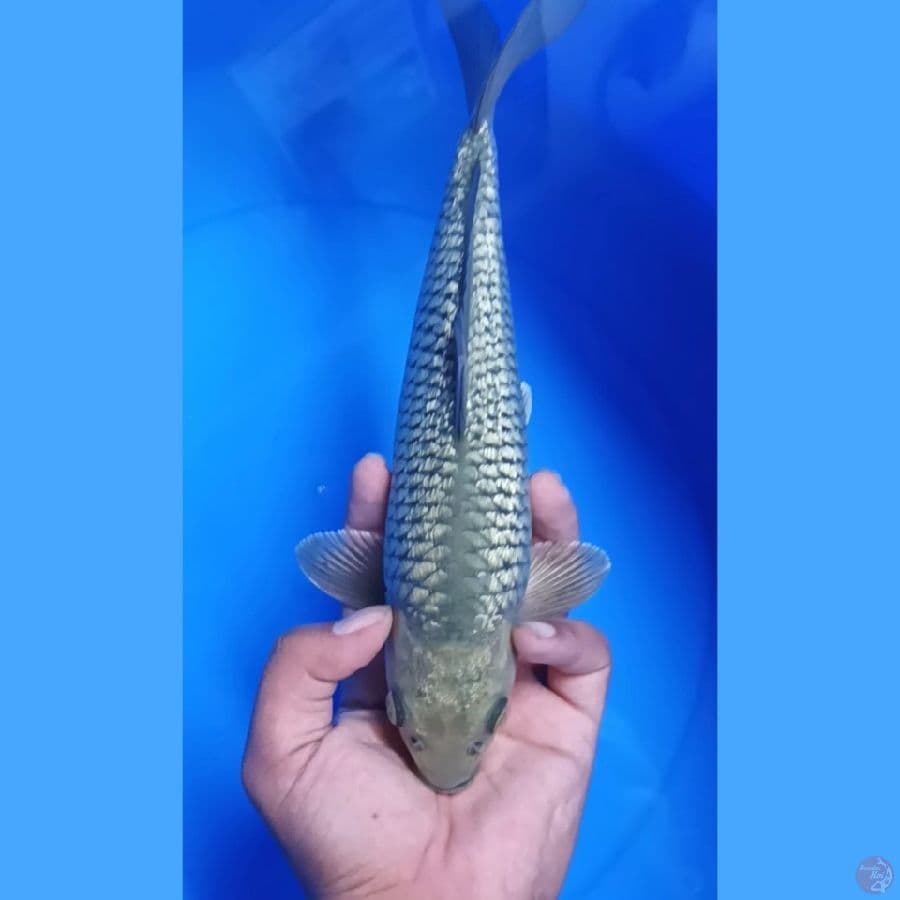 ( 29CM ) SORAGOI GINRIN - MALE
