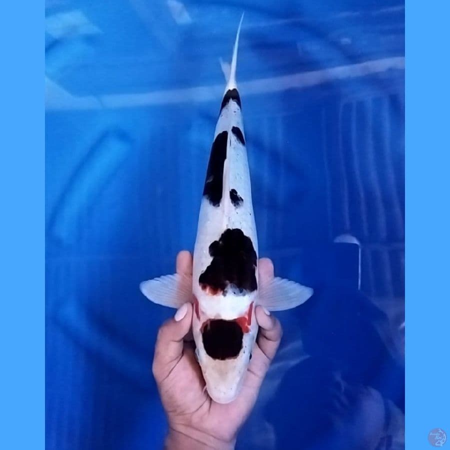 ( 37CM ) MARUTEN BUDHO GOROMO - MALE